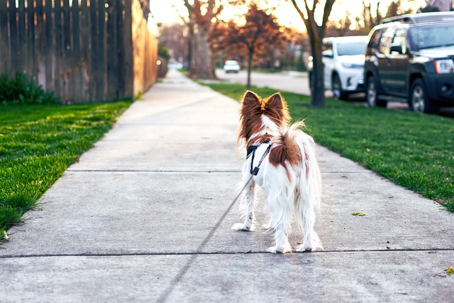 Pet Sitting and Dog Walking Services As A Side Hustle